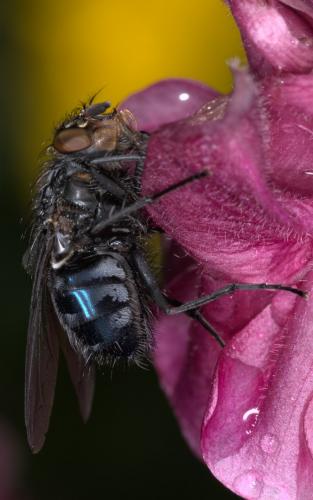 Calliphora vicina